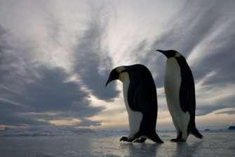 pareja-pinguinos-emperador-antartida