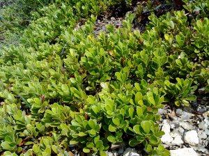 ARCTOSTAPHYLOS UVAURSI -082011 -03 megustaelmedionatural