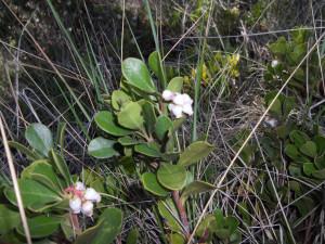ARCTOSTAPHYLOS UVAURSI -042012 -04