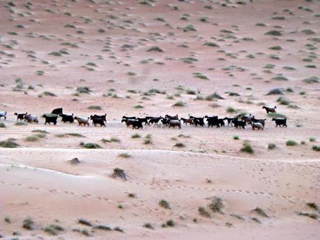 Ramlat al-Wahiba, nuestra experiencia en el desierto de Omán