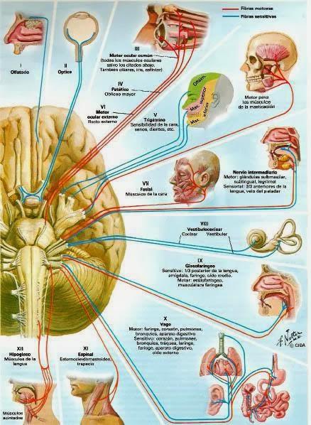 Kinesiología y emociones