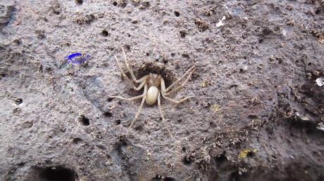 Araña violín: Loxosceles rufescens