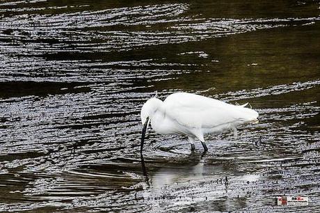 Marismas Blancas, Astillero