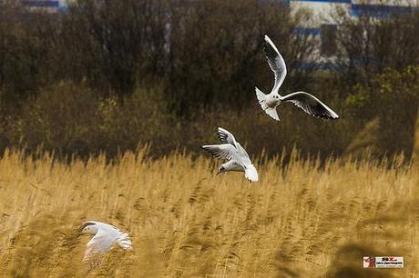 Marismas Blancas, Astillero