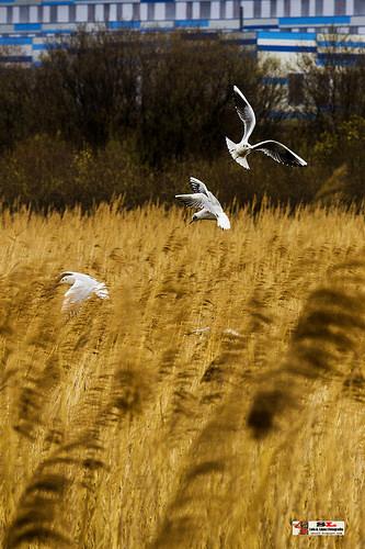 Marismas Blancas, Astillero