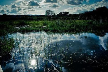 Paseo por la marisma