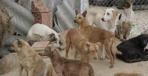 Maltrato animal. perros abandonados en un centro de acogida