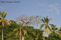 Playa Cocles de Limón