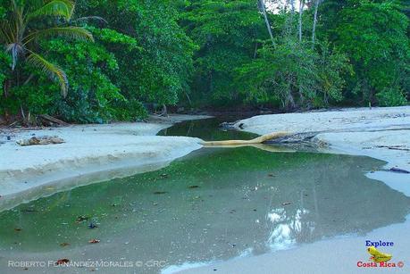 Playa Cocles de Limón