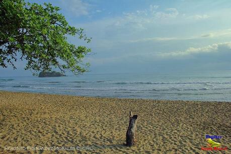 Playa Cocles de Limón