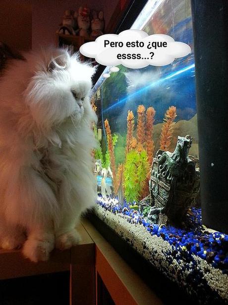 estamos tan agustito