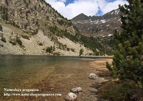 Rana pirenaica (Rana pyrenaica). Especie del año 2014