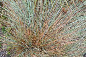 Las 8 cosas que hacen de Colombia el mejor destino turístico que conozco Hierbas de colores cerca de La Laguna Verde en el Volcán Azufral. Me encantaron.