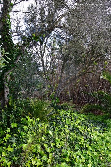 El jardin en invierno