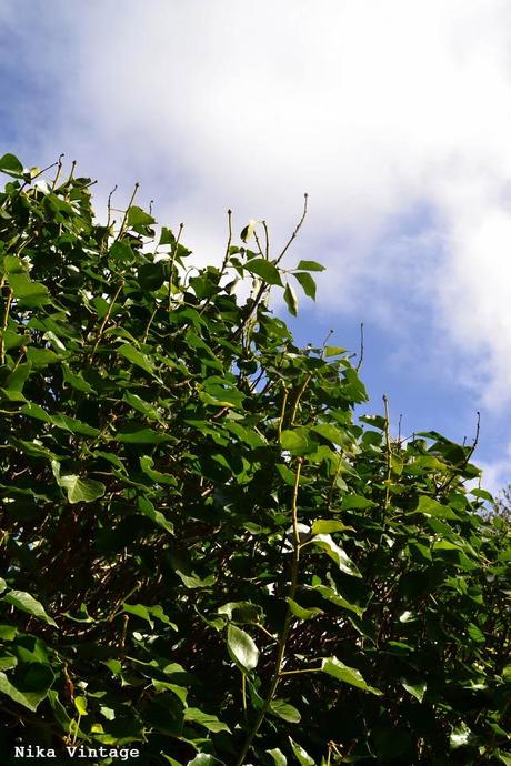 El jardin en invierno