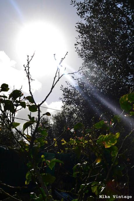 El jardin en invierno