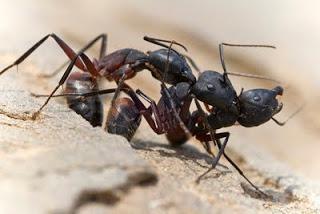 Para ampliar Camponotus cruentatus (Hormiga roja) hacer clic