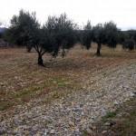 CAMBIO DE PAISAJE. OLIVOS