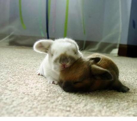 Animales que usan a otros animales como almohada