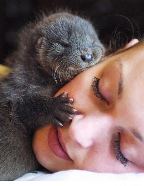 Animales que usan a otros animales como almohada