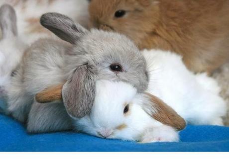 Animales que usan a otros animales como almohada