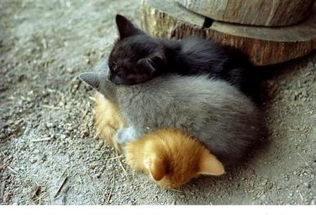 Animales que usan a otros animales como almohada