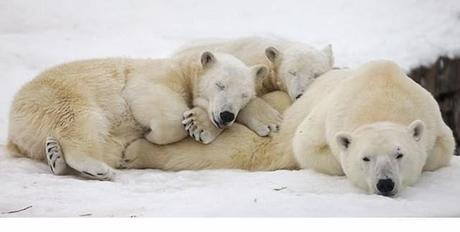 Animales que usan a otros animales como almohada