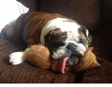 Animales que usan a otros animales como almohada