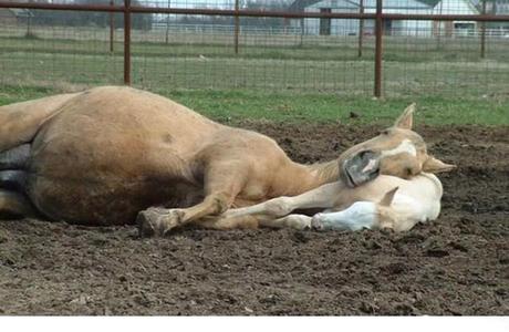 Animales que usan a otros animales como almohada