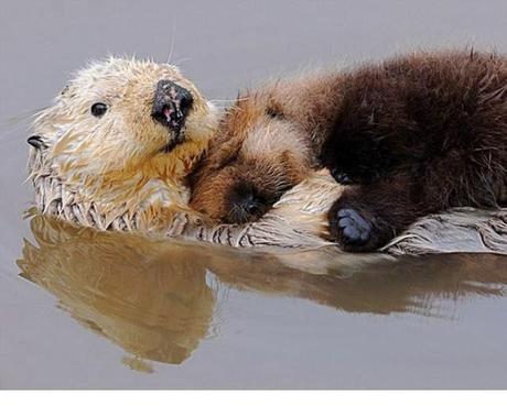 Animales que usan a otros animales como almohada