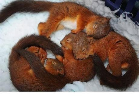 Animales que usan a otros animales como almohada