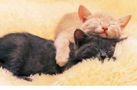 Animales que usan a otros animales como almohada