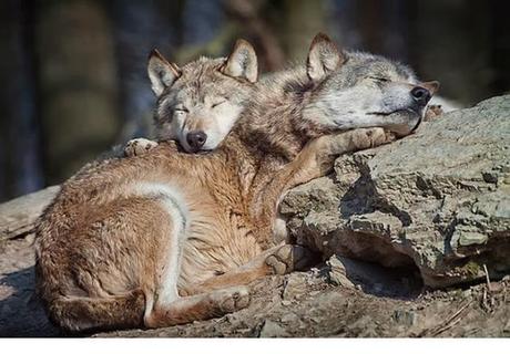 Animales que usan a otros animales como almohada
