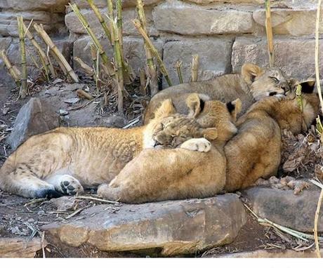 Animales que usan a otros animales como almohada