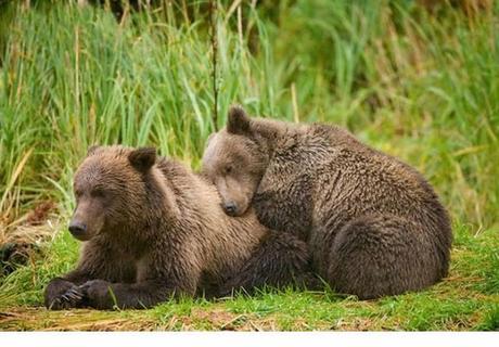 Animales que usan a otros animales como almohada