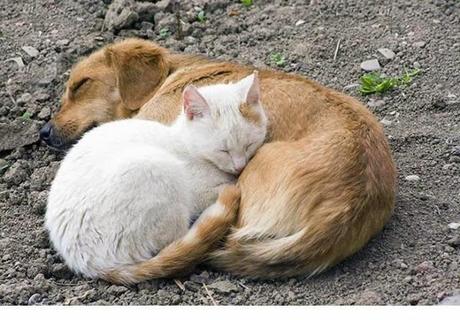 Animales que usan a otros animales como almohada