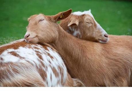 Animales que usan a otros animales como almohada