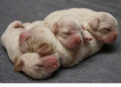 Animales que usan a otros animales como almohada