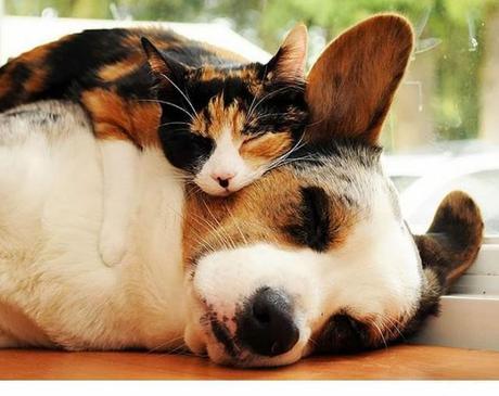 Animales que usan a otros animales como almohada