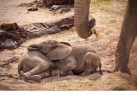 Animales que usan a otros animales como almohada