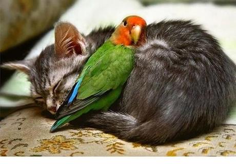 Animales que usan a otros animales como almohada