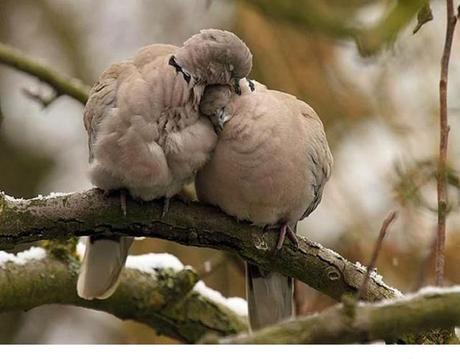 Animales que usan a otros animales como almohada