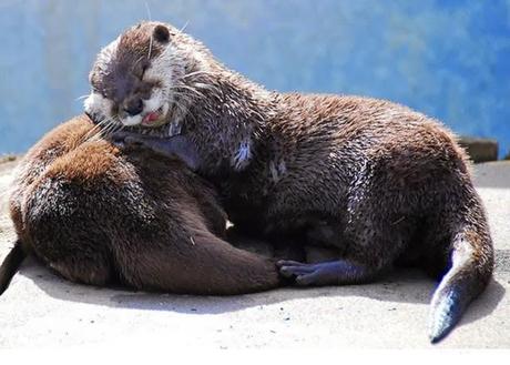 Animales que usan a otros animales como almohada
