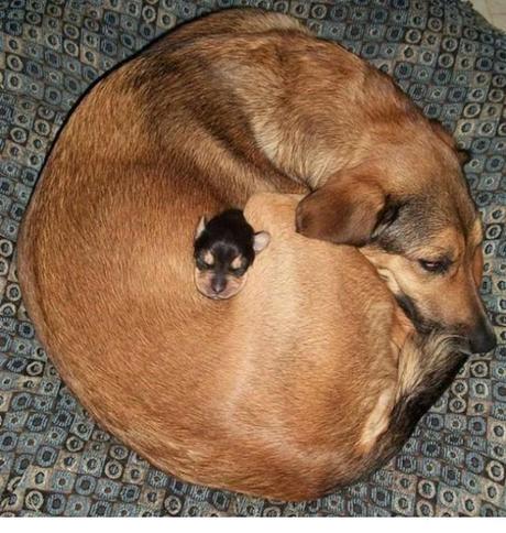 Animales que usan a otros animales como almohada