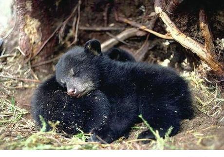 Animales que usan a otros animales como almohada