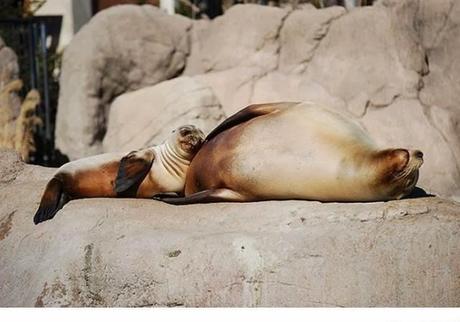 Animales que usan a otros animales como almohada