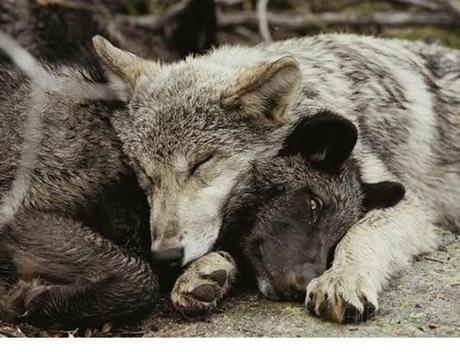 Animales que usan a otros animales como almohada