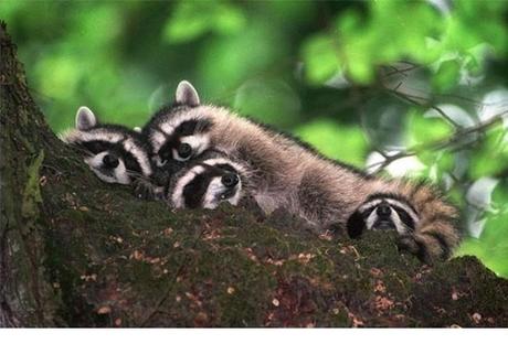 Animales que usan a otros animales como almohada