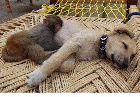 Animales que usan a otros animales como almohada