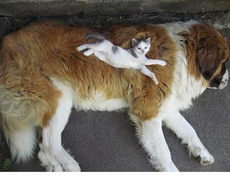 Animales que usan a otros animales como almohada